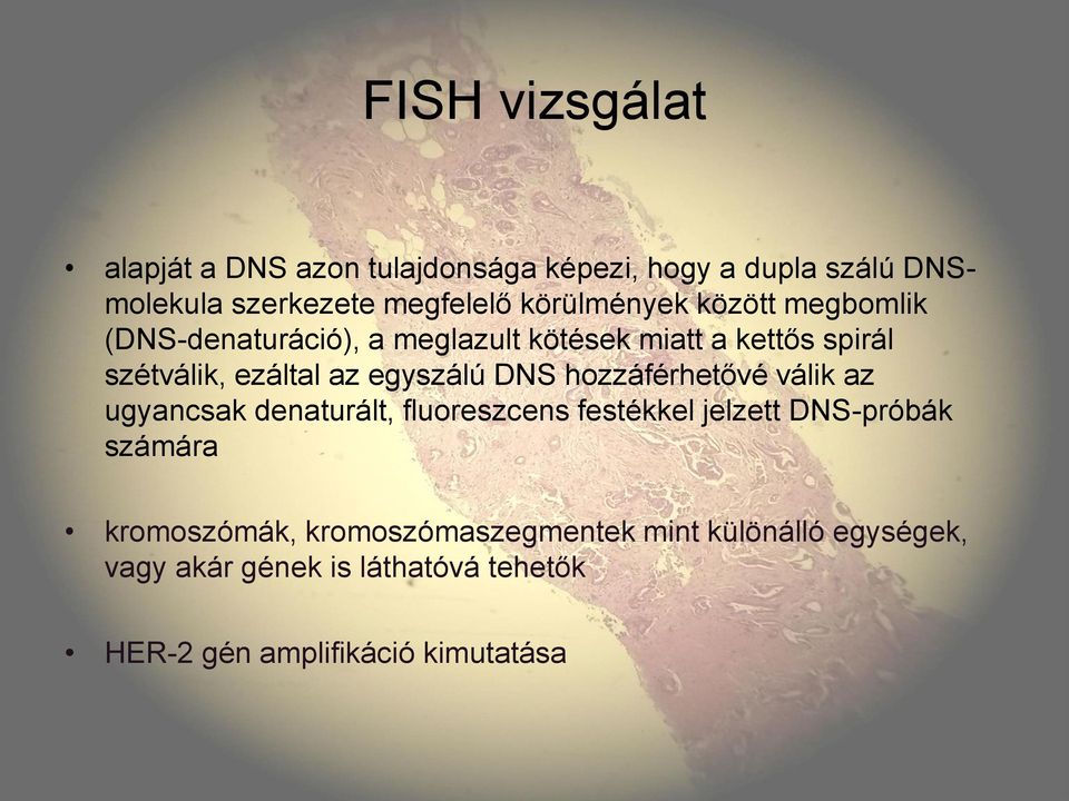 egyszálú DNS hozzáférhetővé válik az ugyancsak denaturált, fluoreszcens festékkel jelzett DNS-próbák számára