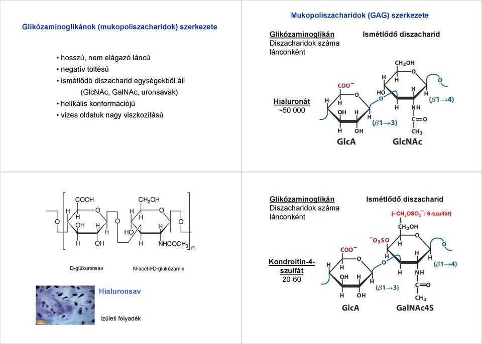 Glikózaminoglikán Diszacharidok száma lánconként ialuronát ~50 000 Ismétlıdı diszacharid 2 Glikózaminoglikán Diszacharidok száma
