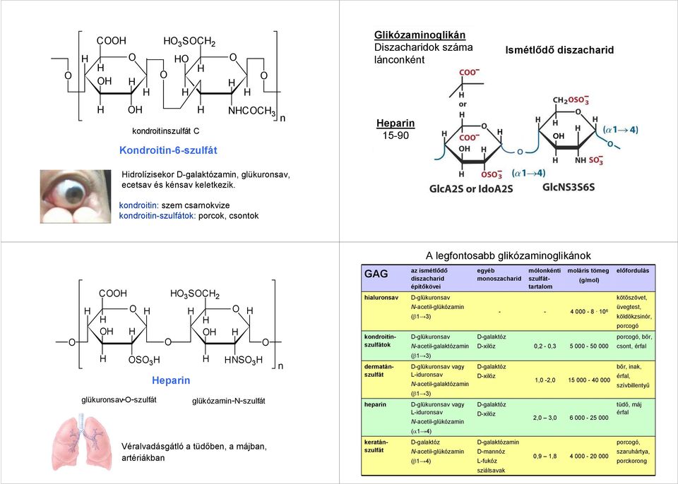 kondroitin: szem csarnokvize kondroitin-szulfátok: porcok, csontok A legfontosabb glikózaminoglikánok 3 S 2 S 3 glükuronsav--szulfát eparin heparin NS 3 glükózamin-n-szulfát n GAG hialuronsav