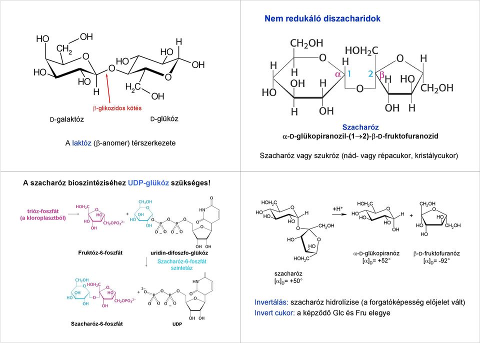 trióz-foszfát (a kloroplasztból) Fruktóz-6-foszfát uridin-difoszfo-glükóz Szacharóz-6-foszfát szintetáz 2 2 szacharóz [α] D = +50 2 + + 2