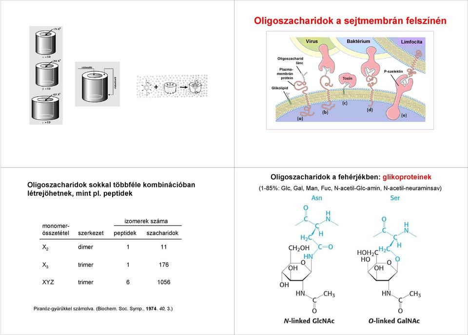 peptidek ligoszacharidok a fehérjékben: glikoproteinek (1-85%: Glc, Gal, Man, Fuc, N-acetil-Glc-amin, N-acetil-neuraminsav)