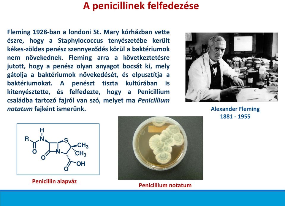 Fleming arra a következtetésre jutott, hogy a penész olyan anyagot bocsát ki, mely gátolja a baktériumok növekedését, és elpusztítja a