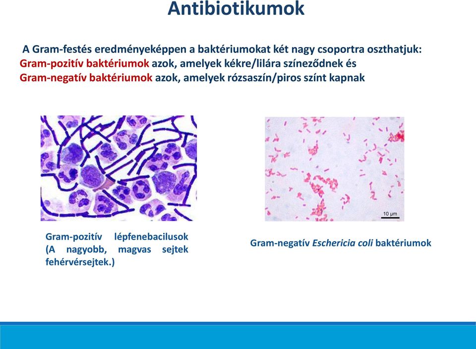 Gram-negatív baktériumok azok, amelyek rózsaszín/piros színt kapnak Gram-pozitív