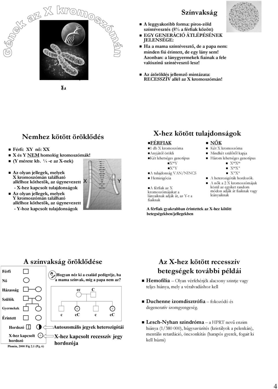 Nemhez kötött öröklődés Férfi: XY nő:xx X és Y NEM homológ kromoszómák! (Y mérete kb.