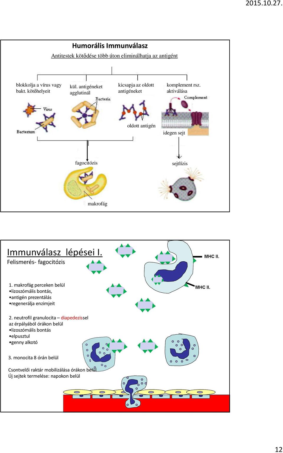 aktiválása oldott antigén idegen sejt fagocitózis sejtlízis makrofág Immunválasz lépései I. Felismerés- fagocitózis 1.