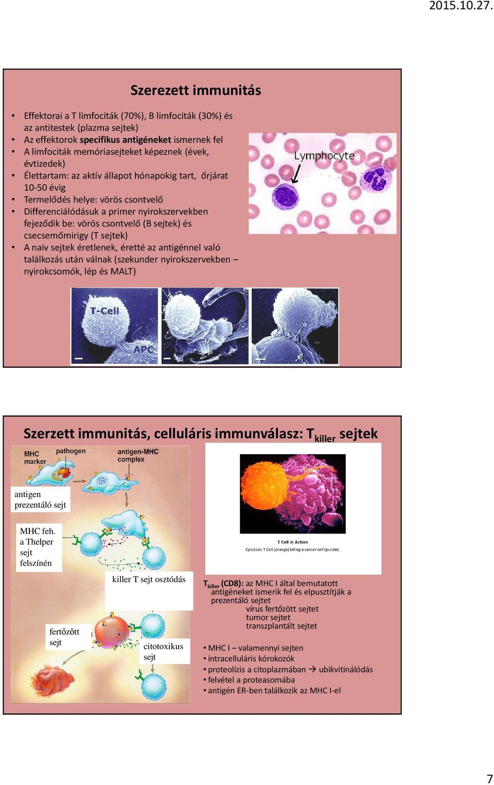 csecsemőmirigy (T sejtek) A naiv sejtek éretlenek, éretté az antigénnel való találkozás után válnak (szekunder nyirokszervekben nyirokcsomók, lép és MALT) Szerzett immunitás, celluláris immunválasz: