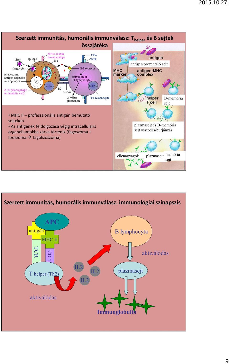 intracelluláris organellumokba zárva történik (fagoszóma + lizoszóma fagolizoszóma) plazmasejt és B-memória