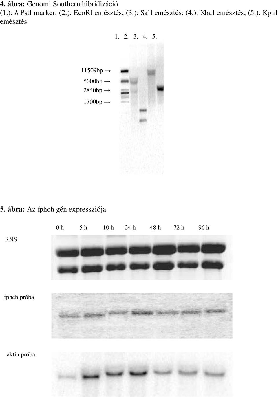 ): KpnI emésztés 1. 2. 3. 4. 5. 11509bp 5000bp 2840bp 1700bp 5.