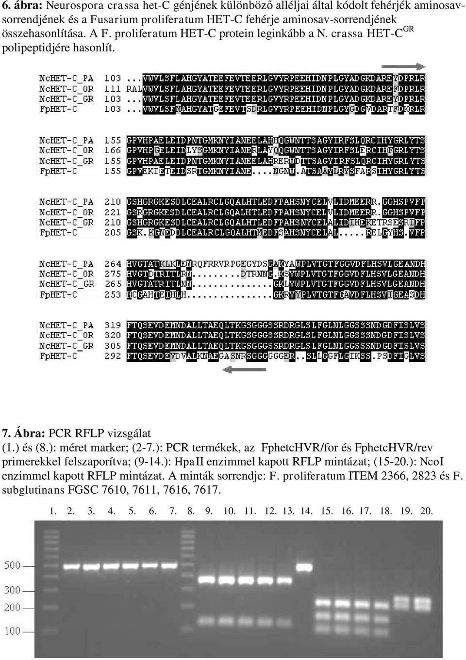 ): PCR termékek, az FphetcHVR/for és FphetcHVR/rev primerekkel felszaporítva; (9-14.): HpaII enzimmel kapott RFLP mintázat; (15-20.): NcoI enzimmel kapott RFLP mintázat.