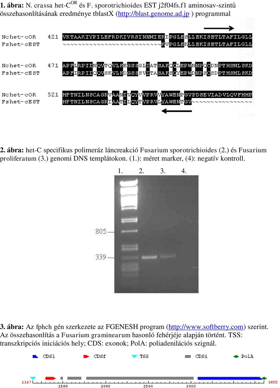 (1.): méret marker, (4): negatív kontroll. 1. 2. 3. 4. 3. ábra: Az fphch gén szerkezete az FGENESH program (http://www.softberry.com) szerint.