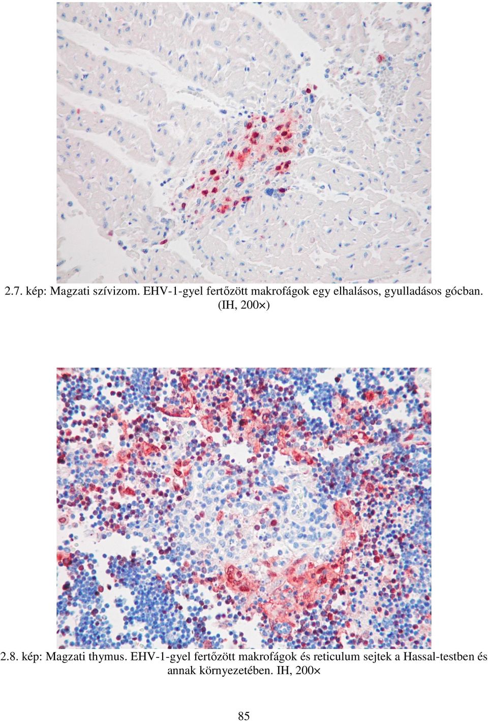 gócban. (IH, 200 ) 2.8. kép: Magzati thymus.