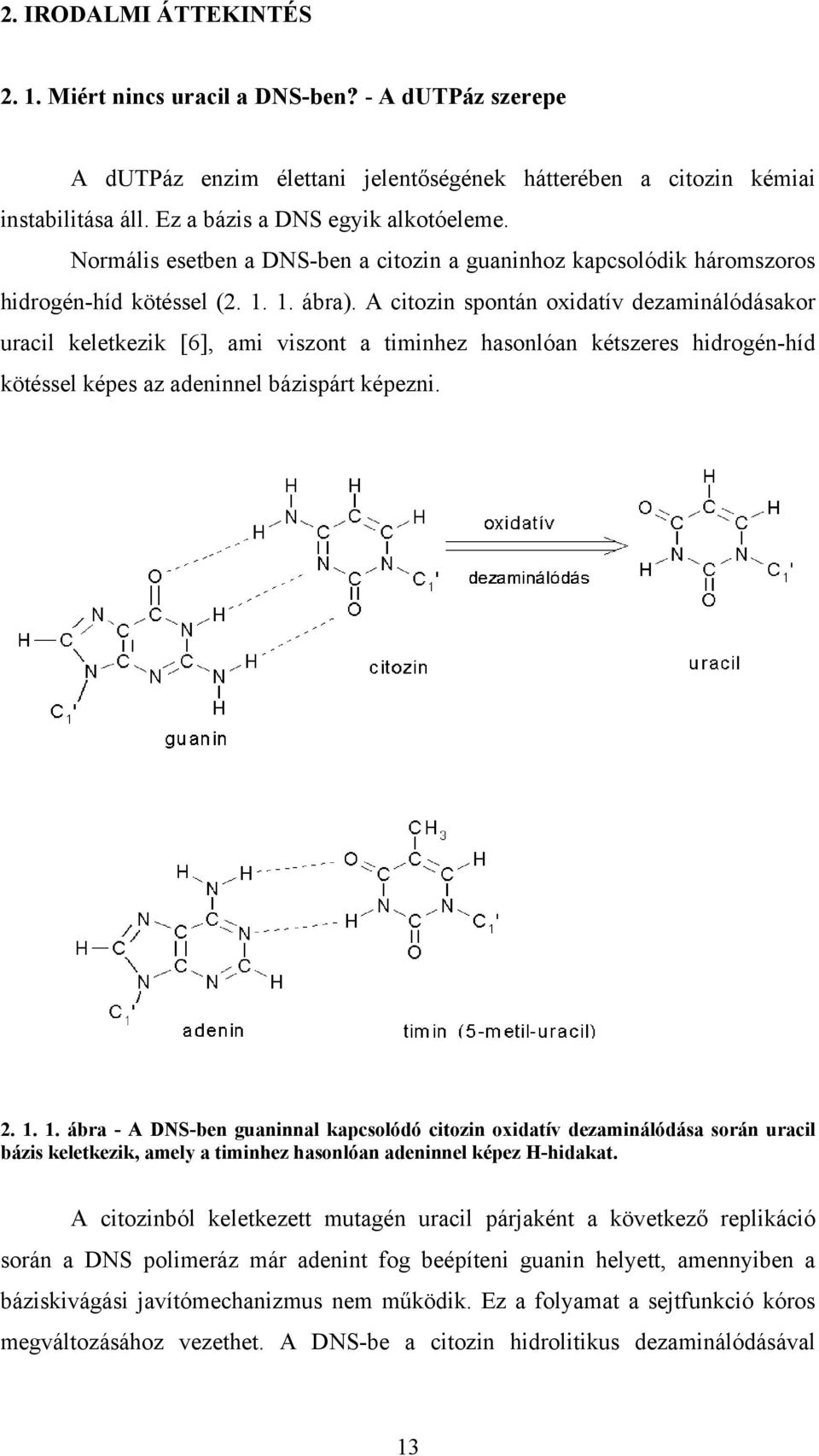 A citozin spontán oxidatív dezaminálódásakor uracil keletkezik [6], ami viszont a timinhez hasonlóan kétszeres hidrogén-híd kötéssel képes az adeninnel bázispárt képezni. 2. 1.