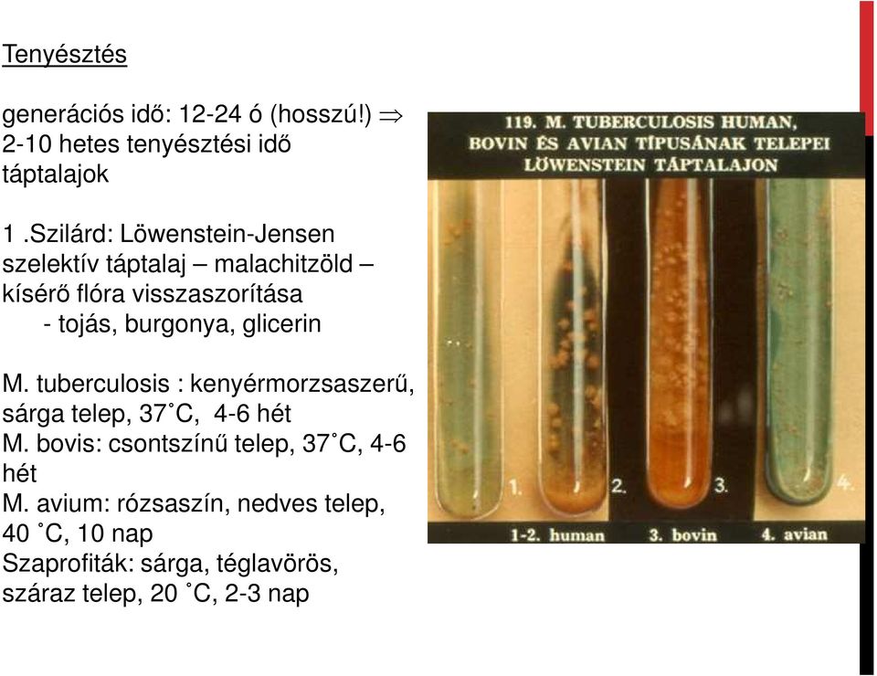 burgonya, glicerin M. tuberculosis : kenyérmorzsaszerű, sárga telep, 37 C, 4-6 hét M.