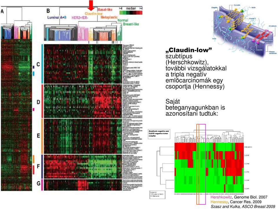 beteganyagunkban is azonosítani tudtuk: Hershkowitz, Genome