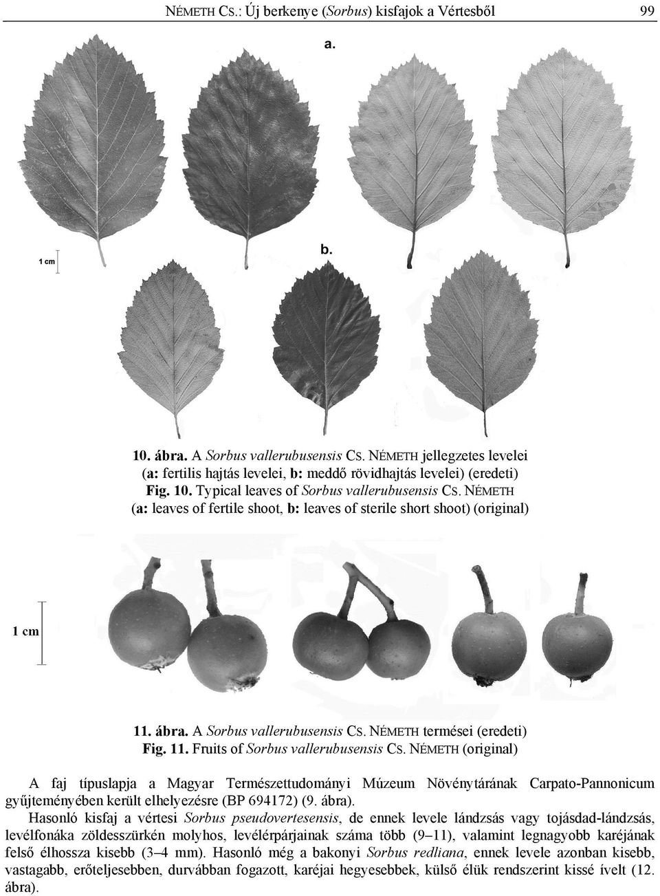 NÉMETH (original) A faj típuslapja a Magyar Természettudományi Múzeum Növénytárának Carpato-Pannonicum gyűjteményében került elhelyezésre (BP 694172) (9. ábra).