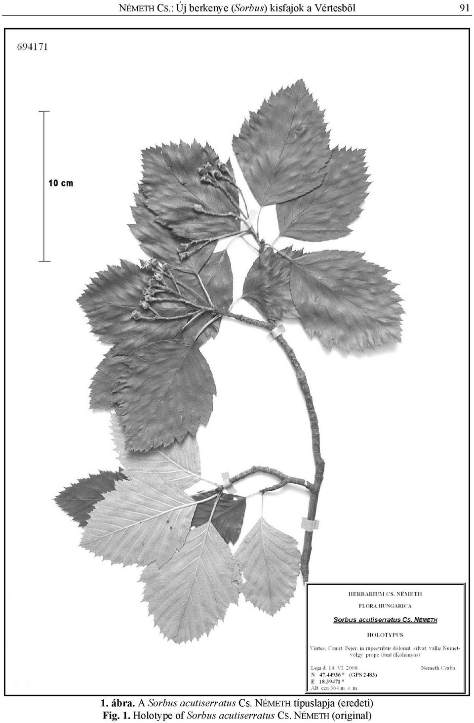 91 1. ábra. A Sorbus acutiserratus Cs.