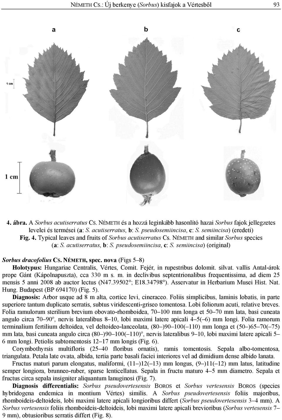 pseudosemiincisa, c: S. semiincisa) (original) Sorbus dracofolius CS. NÉMETH, spec. nova (Figs 5 8) Holotypus: Hungariae Centralis, Vértes, Comit. Fejér, in rupestribus dolomit. silvat.