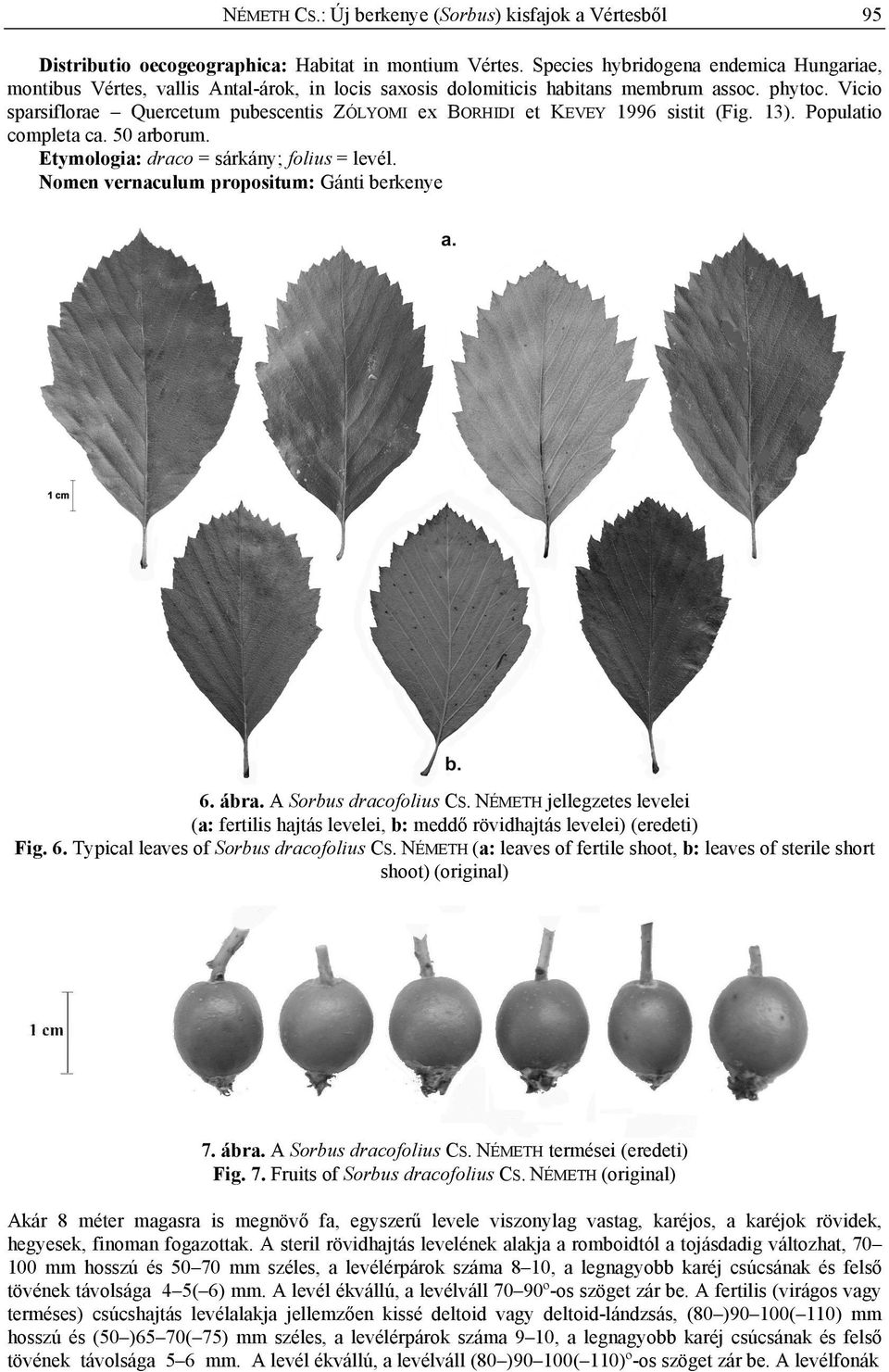 Vicio sparsiflorae Quercetum pubescentis ZÓLYOMI ex BORHIDI et KEVEY 1996 sistit (Fig. 13). Populatio completa ca. 50 arborum. Etymologia: draco = sárkány; folius = levél.