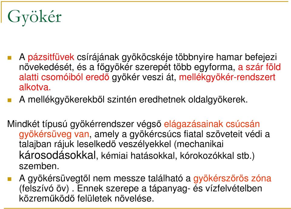 Mindkét típusú gyökérrendszer végsı elágazásainak csúcsán gyökérsüveg van, amely a gyökércsúcs fiatal szöveteit védi a talajban rájuk leselkedı veszélyekkel