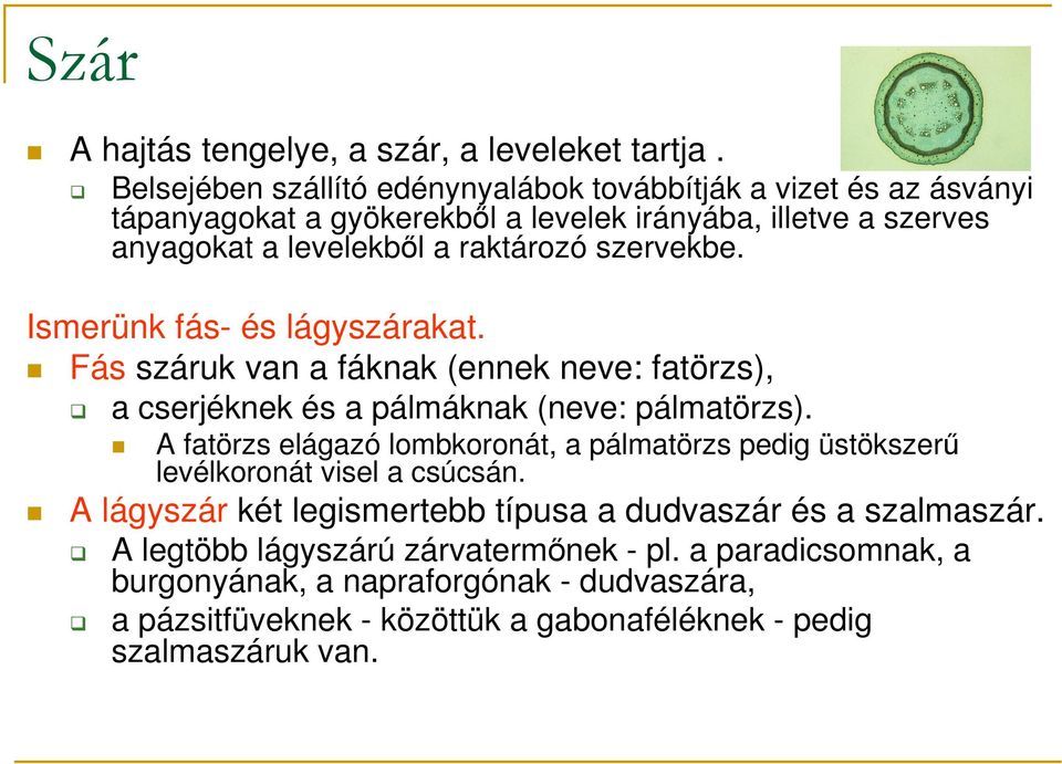 szervekbe. Ismerünk fás- és lágyszárakat. Fás száruk van a fáknak (ennek neve: fatörzs), a cserjéknek és a pálmáknak (neve: pálmatörzs).