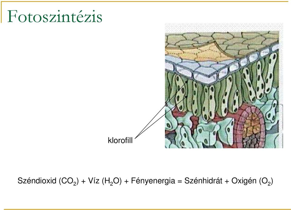 (H 2 O) + Fényenergia =