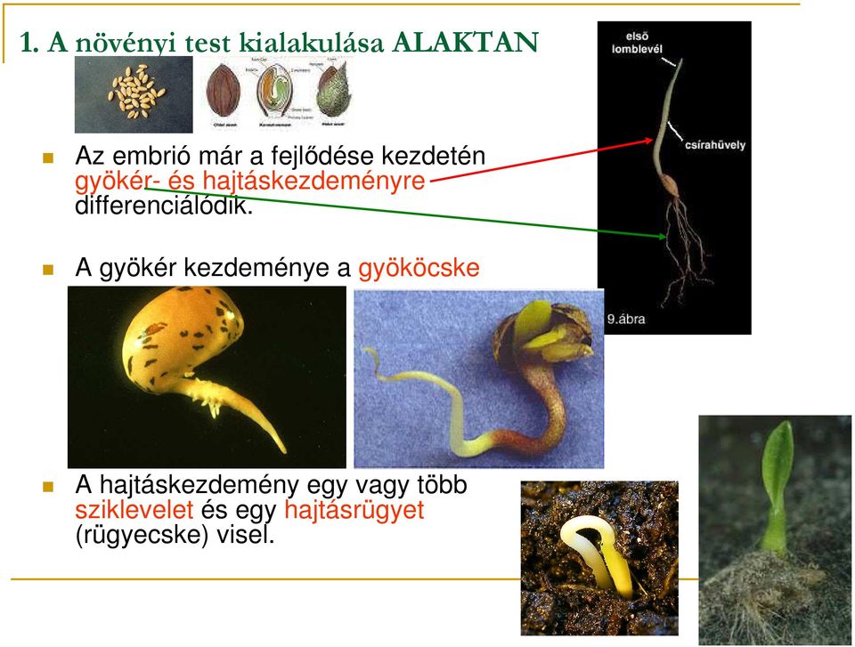 differenciálódik.