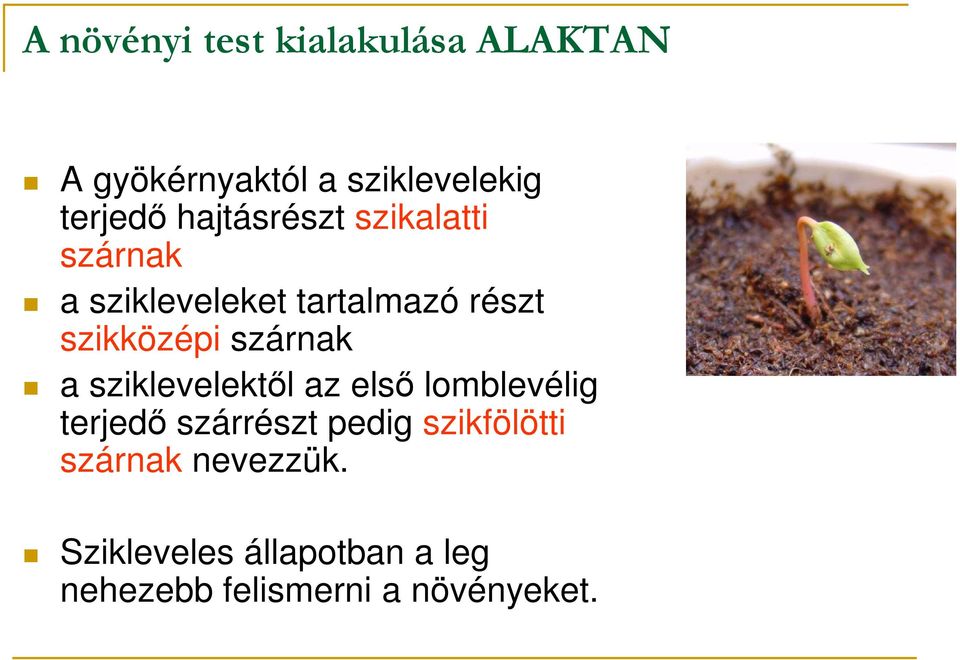 szárnak a sziklevelektıl az elsı lomblevélig terjedı szárrészt pedig