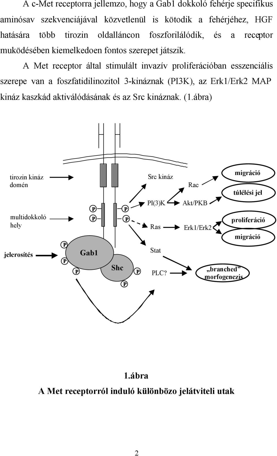 A Met receptor által stimulált invazív proliferációban esszenciális szerepe van a foszfatidilinozitol 3-kináznak (I3K), az Erk1/Erk2 MA kináz kaszkád aktiválódásának és