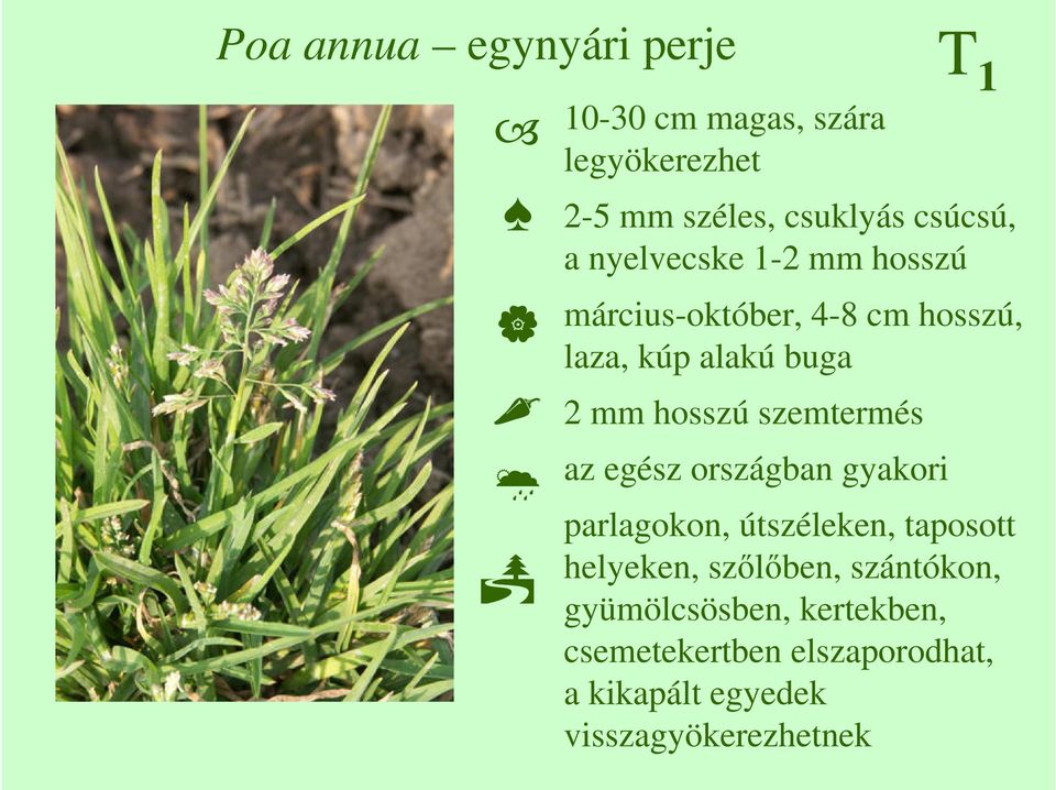 szemtermés az egész országban gyakori parlagokon, útszéleken, taposott helyeken, szılıben,