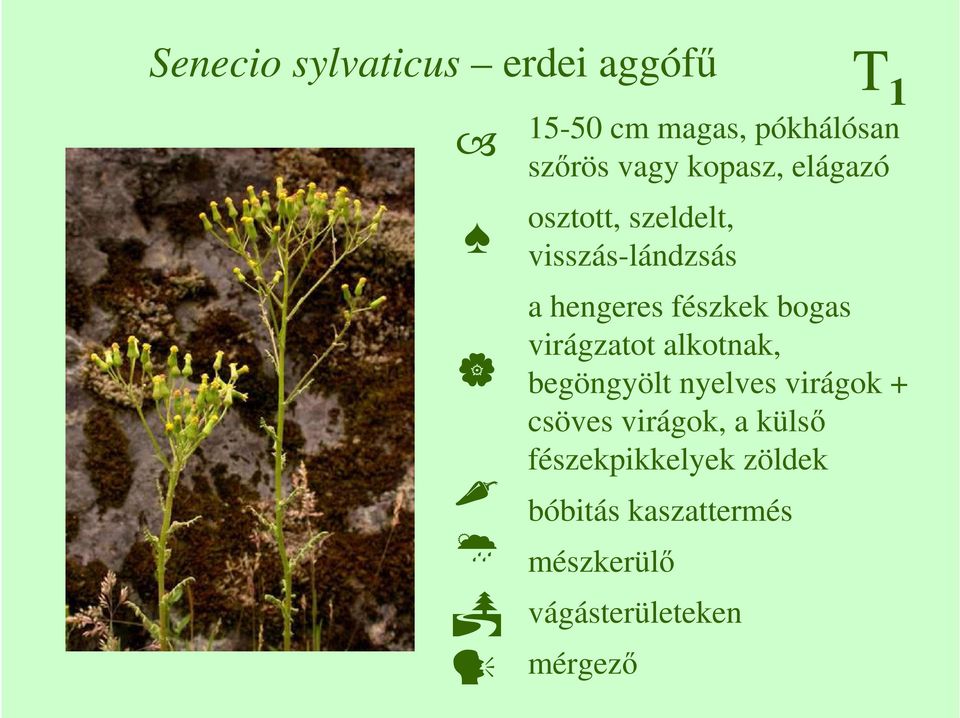 virágzatot alkotnak, begöngyölt nyelves virágok + csöves virágok, a külsı