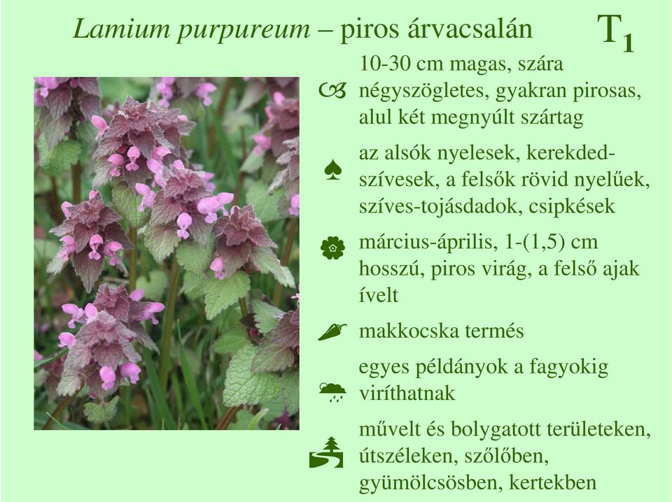 csipkések március-április, 1-(1,5) cm hosszú, piros virág, a felsı ajak ívelt makkocska termés egyes