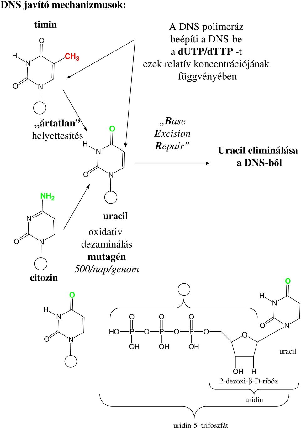 Excision Repair Uracil eliminálása a DS-bl 2 citozin uracil oxidativ