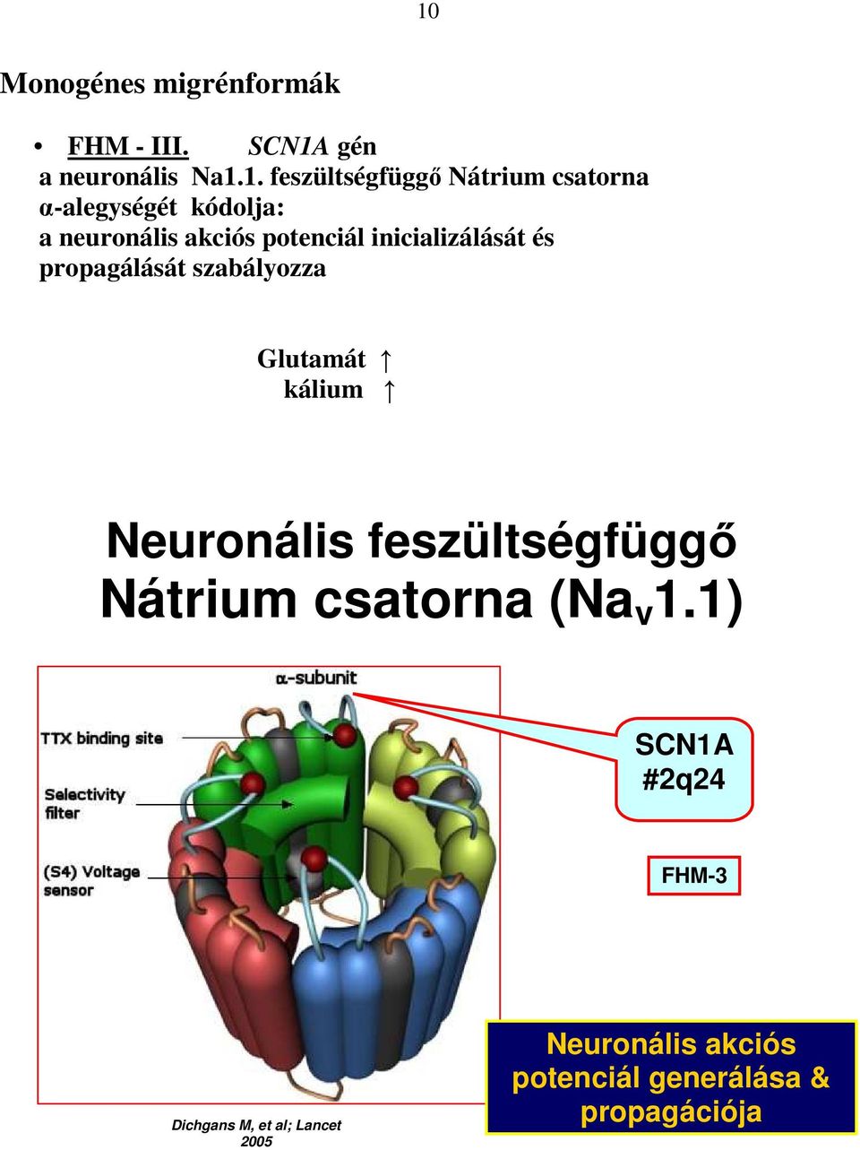 szabályozza Glutamát kálium Neuronális feszültségfüggı Nátrium csatorna (Na v 1.