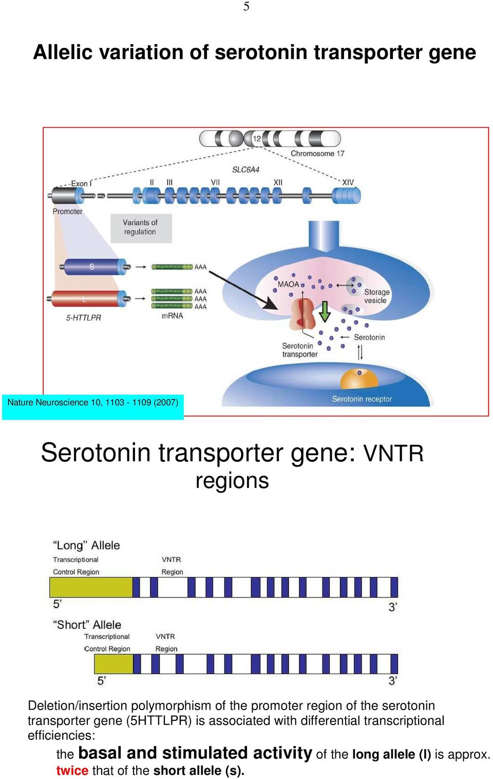the serotonin transporter gene (5HTTLPR) is associated with differential transcriptional