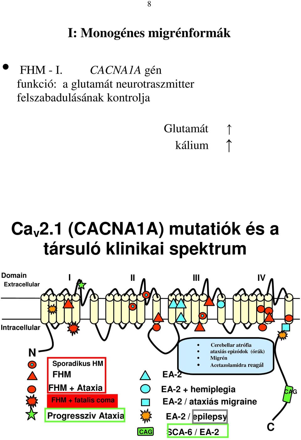 1 (CACNA1A) mutatiók és a társuló klinikai spektrum Domain I II III IV Extracellular Intracellular N Sporadikus HM