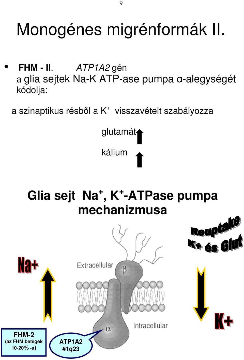a szinaptikus résbıl a K + visszavételt szabályozza glutamát