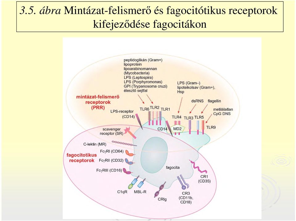 és fagocitótikus