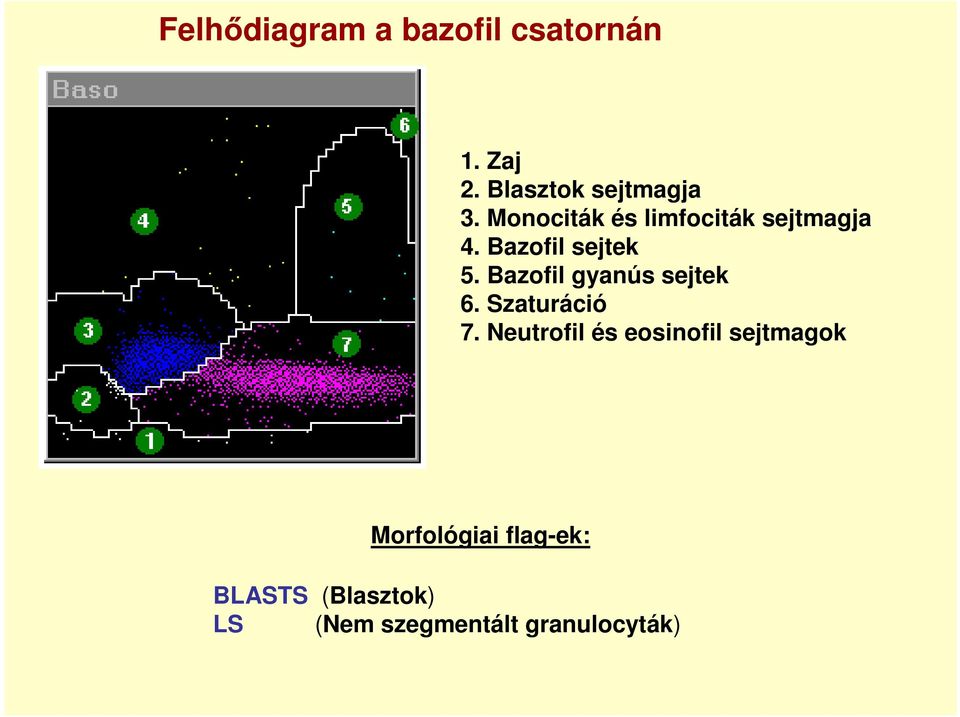 Bazofil gyanús sejtek 6. Szaturáció 7.