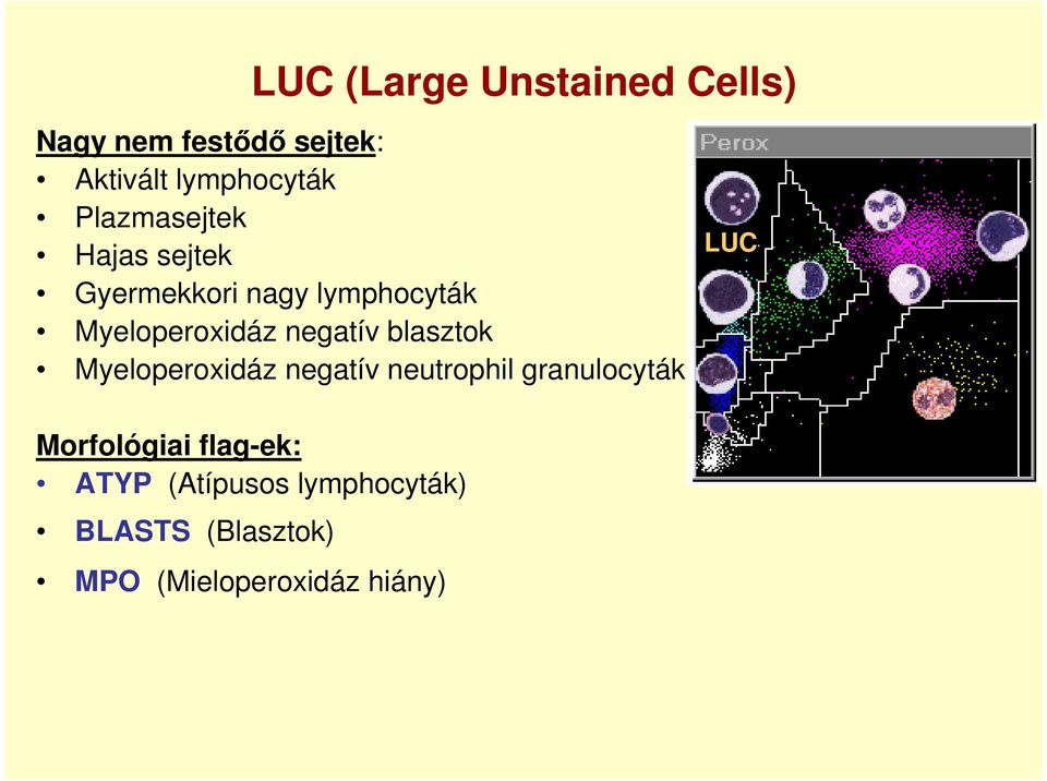 negatív blasztok Myeloperoxidáz negatív neutrophil granulocyták Morfológiai