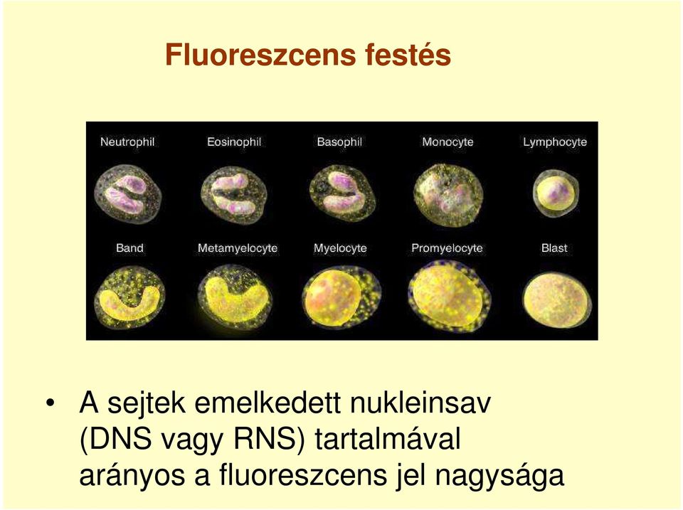 vagy RNS) tartalmával