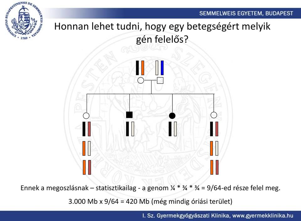 Ennek a megoszlásnak statisztikailag - a genom ¼