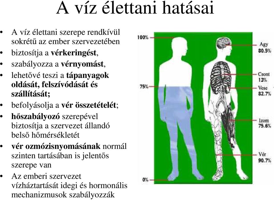 összetételét; hıszabályozó szerepével biztosítja a szervezet állandó belsı hımérsékletét vér ozmózisnyomásának