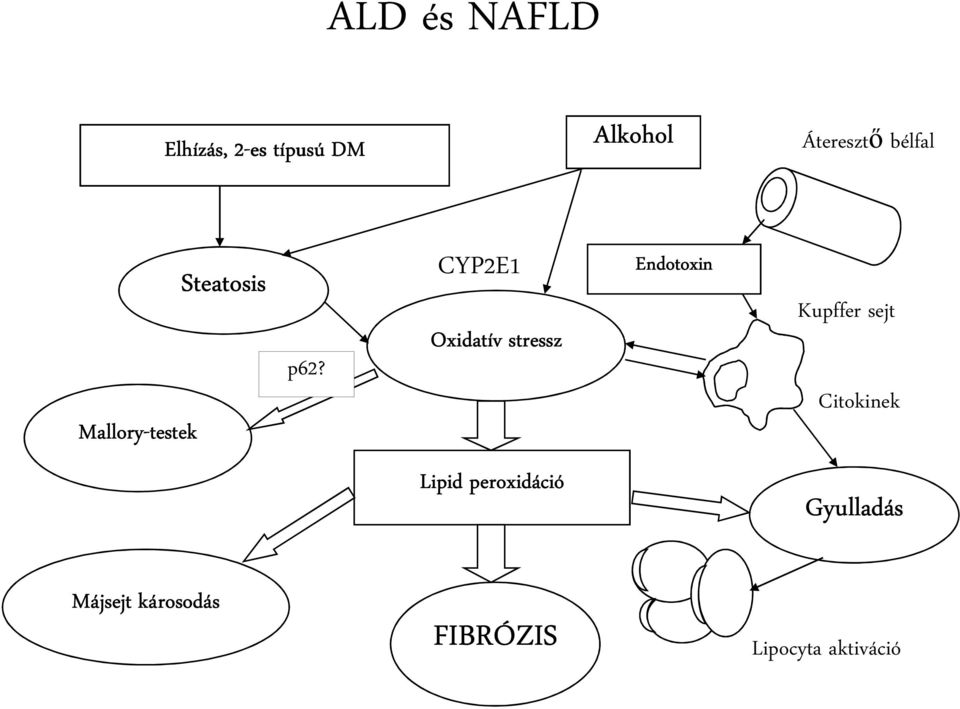 CYP2E1 Oxidatív stressz Endotoxin Kupffer sejt