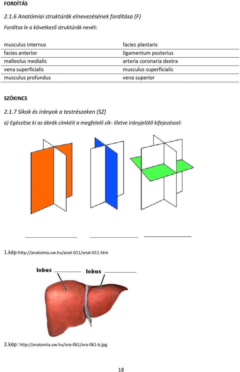 malleolus medialis vena superficialis musculus profundus facies plantaris ligamentum posterius arteria coronaria dextra musculus