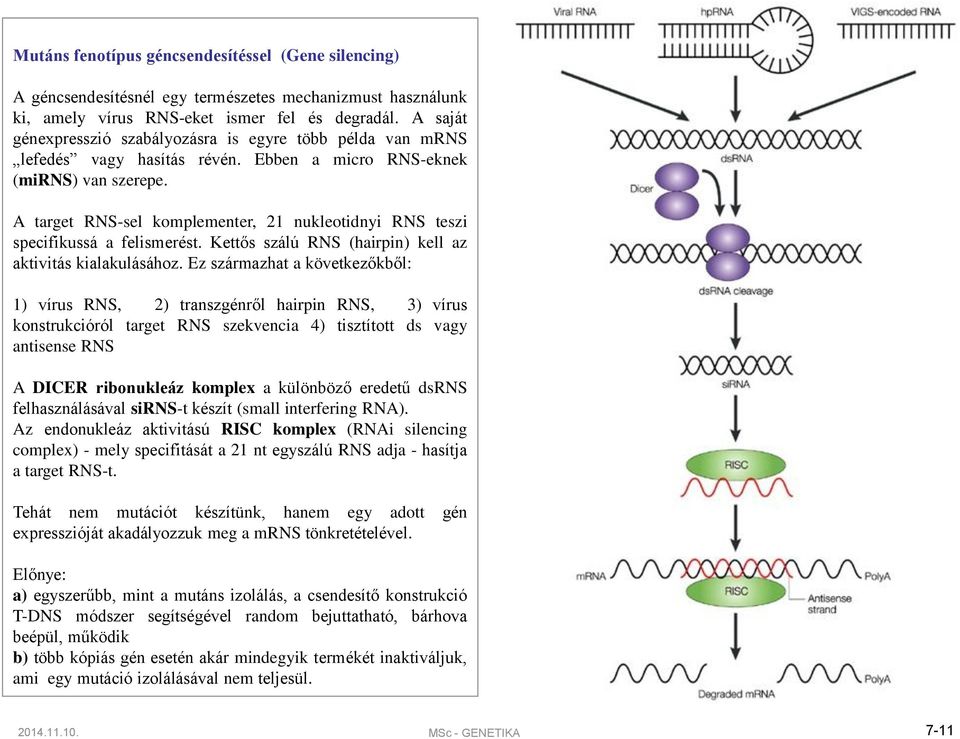 A target RNS-sel komplementer, 21 nukleotidnyi RNS teszi specifikussá a felismerést. Kettős szálú RNS (hairpin) kell az aktivitás kialakulásához.