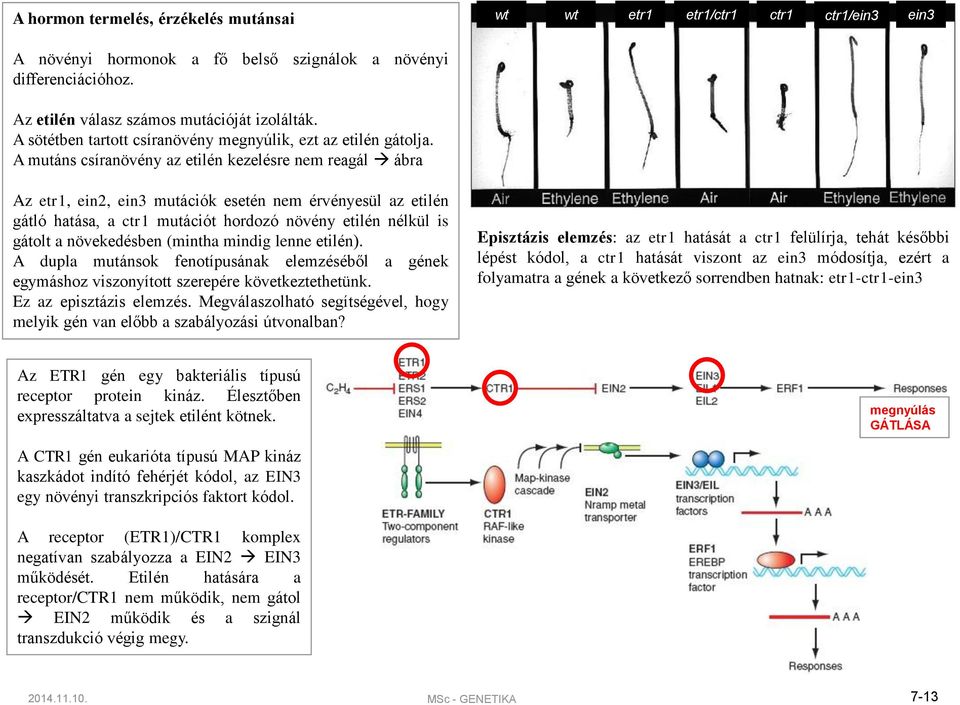 A mutáns csíranövény az etilén kezelésre nem reagál ábra Az etr1, ein2, ein3 mutációk esetén nem érvényesül az etilén gátló hatása, a ctr1 mutációt hordozó növény etilén nélkül is gátolt a