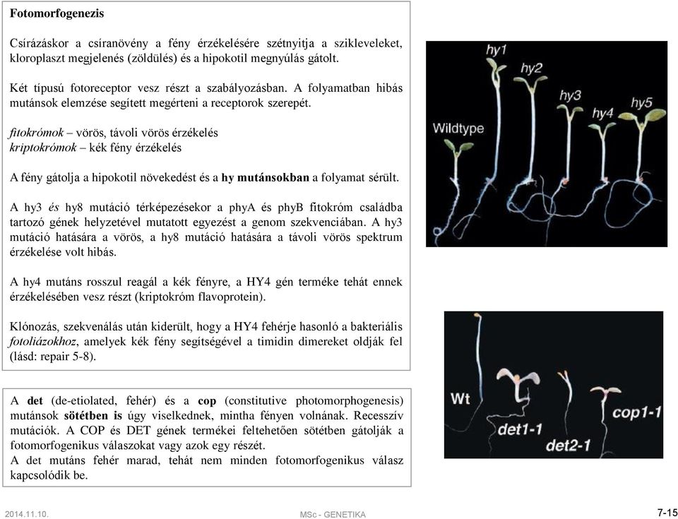 fitokrómok vörös, távoli vörös érzékelés kriptokrómok kék fény érzékelés A fény gátolja a hipokotil növekedést és a hy mutánsokban a folyamat sérült.