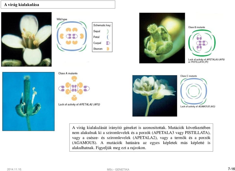 vagy a csésze- és sziromlevelek (APETALA2), vagy a termők és a porzók (AGAMOUS).