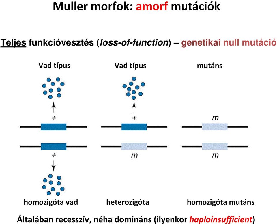 típus mutáns homozigóta vad heterozigóta homozigóta