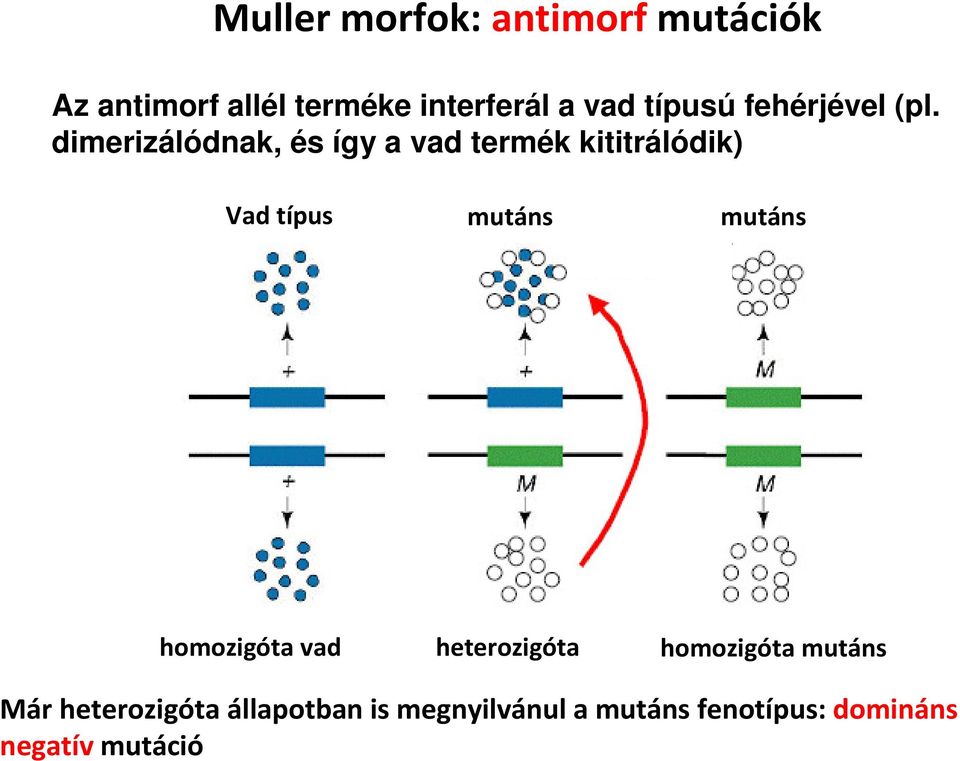 dimerizálódnak, és így a vad termék kititrálódik) Vad típus mutáns mutáns